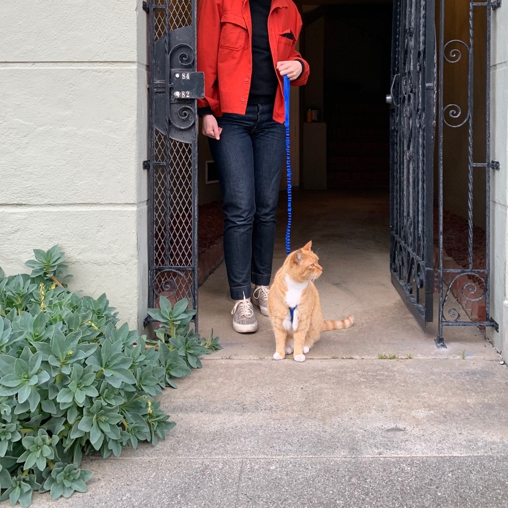 Jesse Kamm Ranger Pant in dark denim